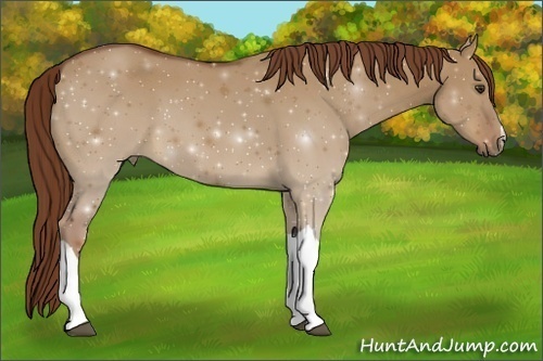 Horse Color:Red Dun 