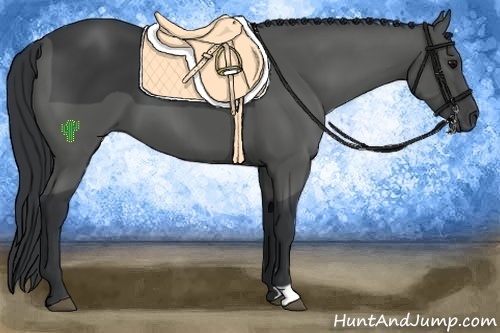 Horse Color:Black 