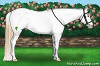 Horse Color:Red Dun Pearl Frame Appaloosa 