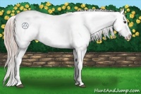 Horse Color:Chocolate Palomino Appaloosa 