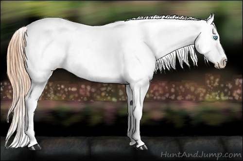 Horse Color:Buckskin Roan Pearl Appaloosa