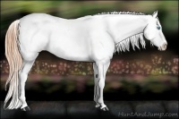 Horse Color:Buckskin Roan Pearl Appaloosa 