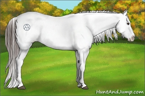 Horse Color:Liver Chestnut Appaloosa 