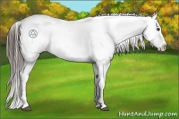 Horse Color:Liver Chestnut Near Leopard 