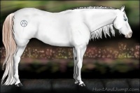 Horse Color:Buckskin Pearl Appaloosa 