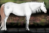 Horse Color:Bay Roan Dun Appaloosa Rabicano 