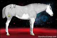 Horse Color:Black Splash Appaloosa 