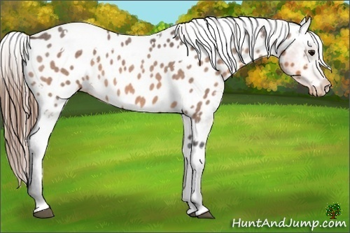 Horse Color:White Spotted Buckskin Roan Blanket 