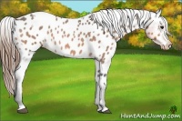 Horse Color:White Spotted Buckskin Roan Blanket