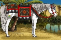Horse Color:Silver Black Splash
