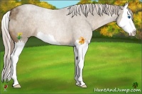 Horse Color:Chocolate Palomino Splash 