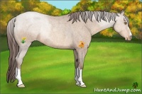 Horse Color:Sable Champagne Roan Varnish Rabicano 
