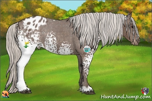 Horse Color:White Spotted Silver Black Blanket Rabicano