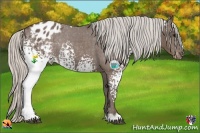 Horse Color:White Spotted Silver Black Appaloosa Rabicano 