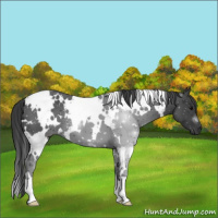 Horse Color:White Spotted Black