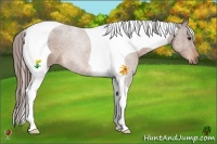 Horse Color:Liver Chestnut Tobiano 