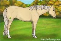 Horse Color:Palomino Dun
