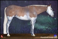 Horse Color:Silver Bay Splash Rabicano