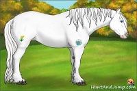 Horse Color:White Spotted Silver Black Splash Appaloosa Rabicano