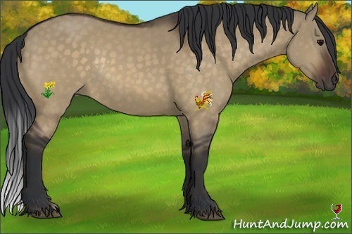 Horse Color:Bay Dun Rabicano 