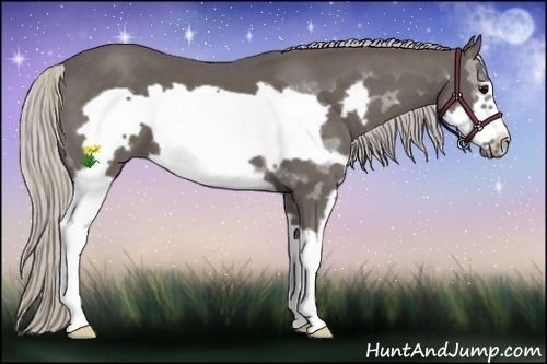 Horse Color:Silver Black Splash Frame