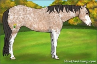 Horse Color:Buckskin Ice Sabino 