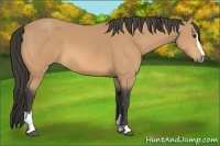 Horse Color:Buckskin Sabino