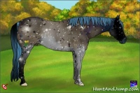 Horse Color:ERROR: UNKNOWN ANOMALY