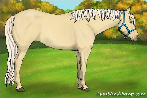 Horse Color:Palomino Roan Dun