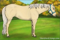 Horse Color:Palomino Roan Dun 