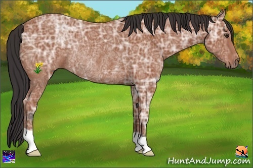 Horse Color:Bay Ice Rabicano