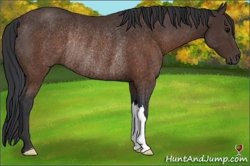 Horse Color:Brown Rabicano
