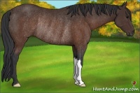 Horse Color:Brown Rabicano 