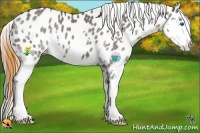 Horse Color:Grullo Splash Near Leopard