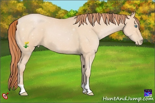 Horse Color:Buckskin Pearl 