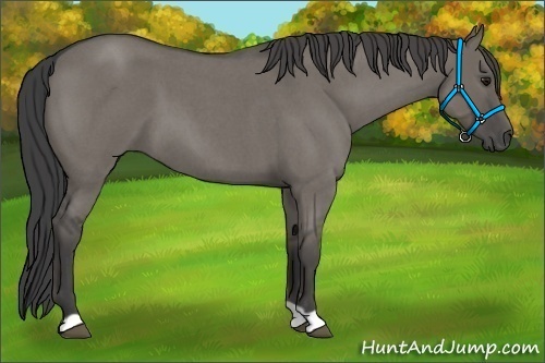 Horse Color:Smoky Grullo Roan 