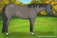 Horse Color:Smoky Grullo Roan 
