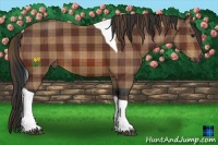 Horse Color:Plaid Bay Tobiano