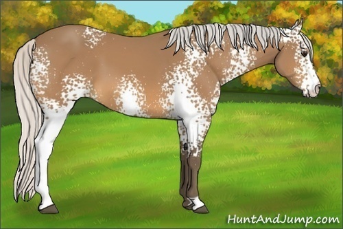 Horse Color:White Spotted Silver Buckskin 