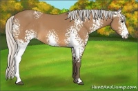 Horse Color:White Spotted Silver Buckskin 