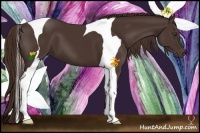 Horse Color:Liver Chestnut Sabino Tobiano 