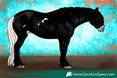 Horse Color:Gray White Spotted Palomino Near Leopard 