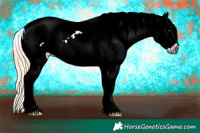 Horse Color:Gray White Spotted Palomino Near Leopard 