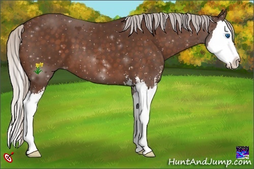 Horse Color:Silver Bay Sabino Splash