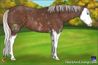 Horse Color:Silver Bay Sabino Splash
