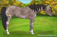 Horse Color:Bay Ice Rabicano 
