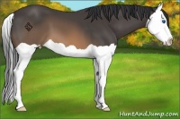 Horse Color:Buckskin Splash 