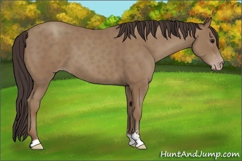 Horse Color:Classic Champagne Sabino