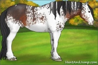 Horse Color:White Spotted Brown Roan 