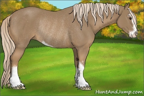 Horse Color:Palomino Sabino Rabicano